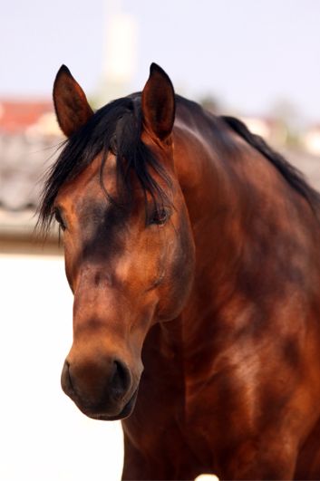 Württemberger Pferd